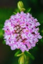 Macro photo of Rice Flower. Australian native flower